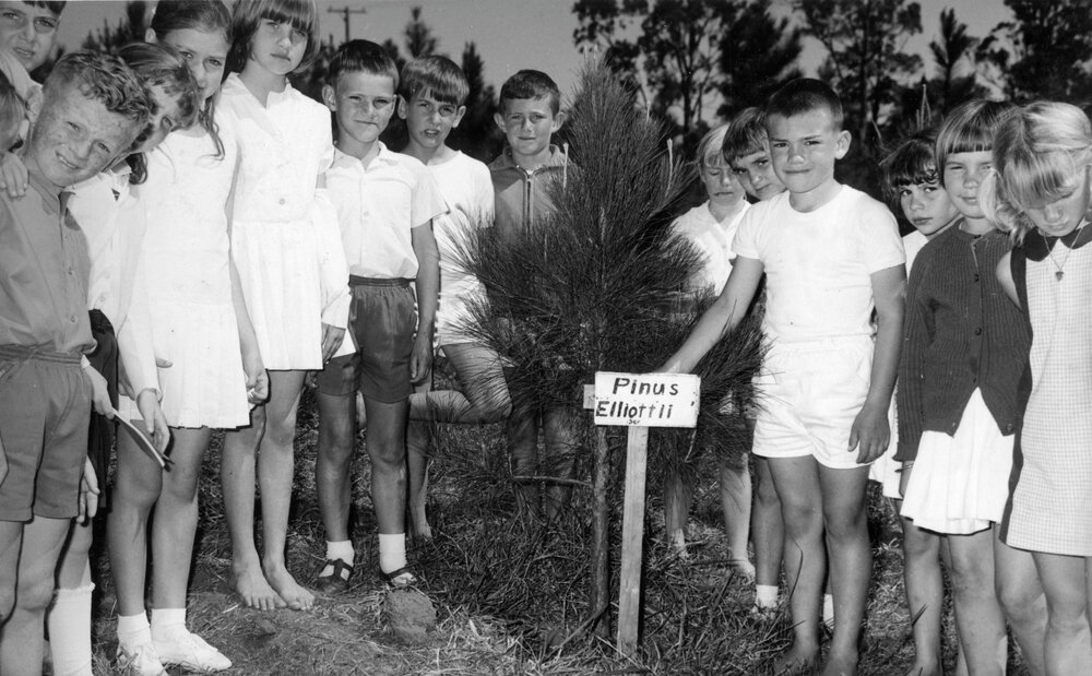 Latest pine tree planting, Tewantin State School, Tewantin, ca 1970s