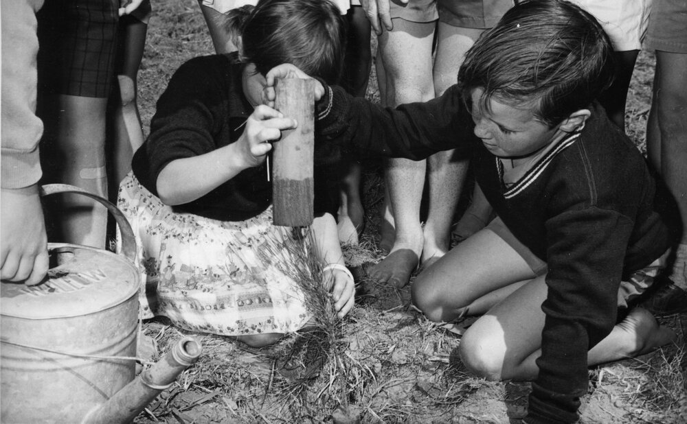 Planting a new generation, Tewantin State School, Tewantin, ca 1970s