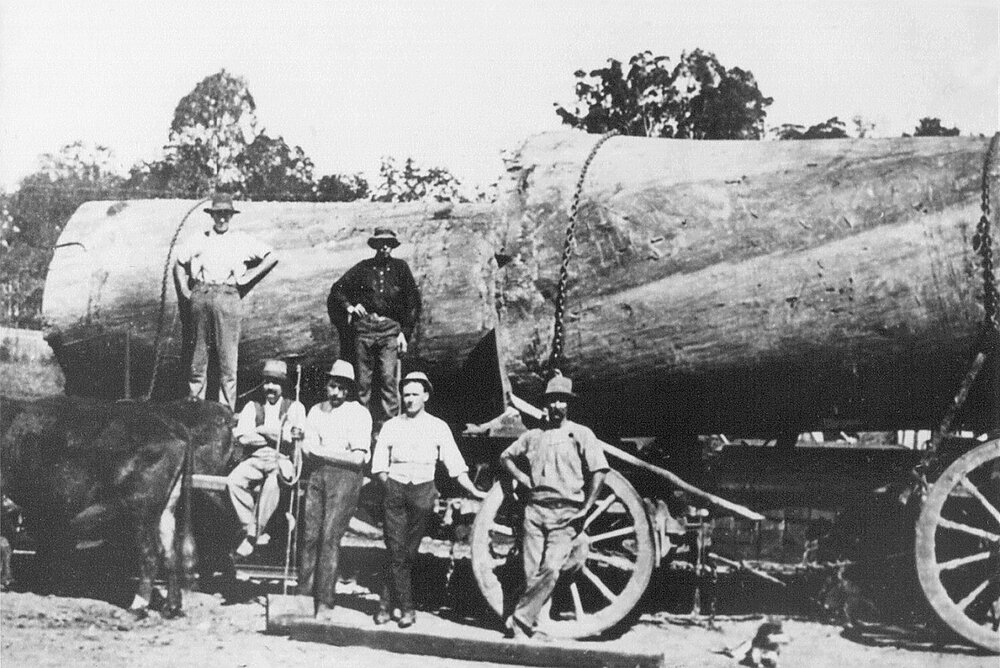 Timbergetters, Harvey Petersen's property, Cootharaba, ca 1912