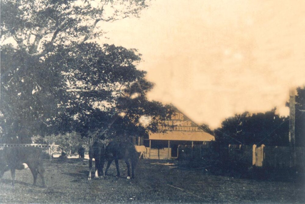 Fig Tree &amp; Post Office, Tewantin, ca 1920s