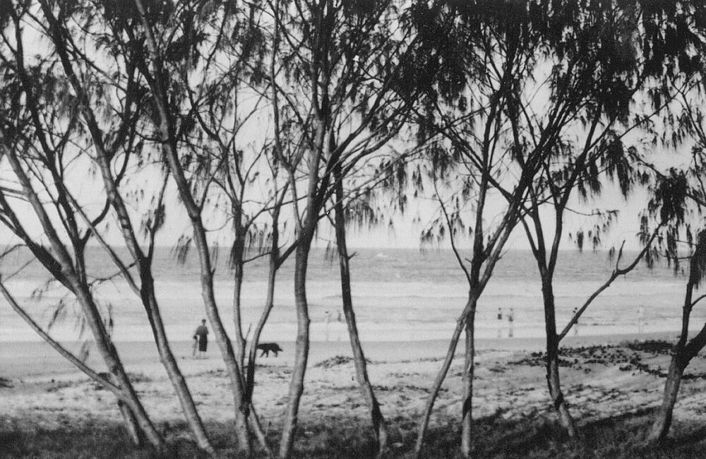 Views through the She-Oaks, Noosa Main Beach, Noosa Heads