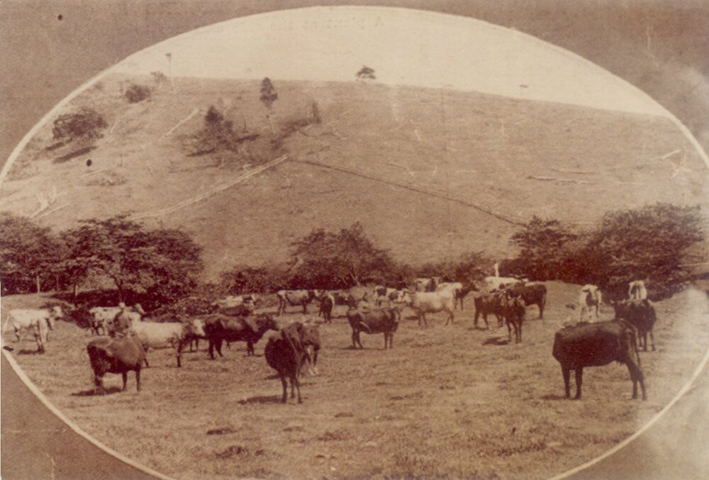 Illawarra Shorthorn cattle, 'Wellworth Stud',   Kin Kin 1931