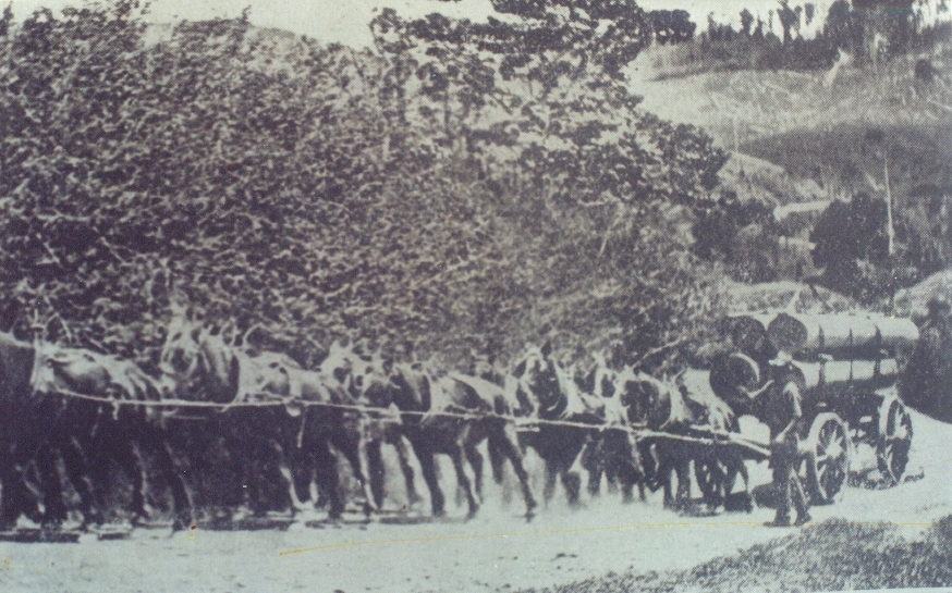 Horse team hauling timber near Cooran, 1912