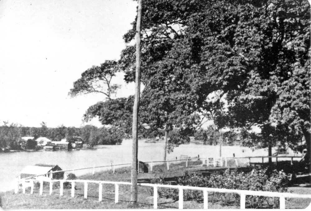 Fig Tree and Noosa River, Tewantin