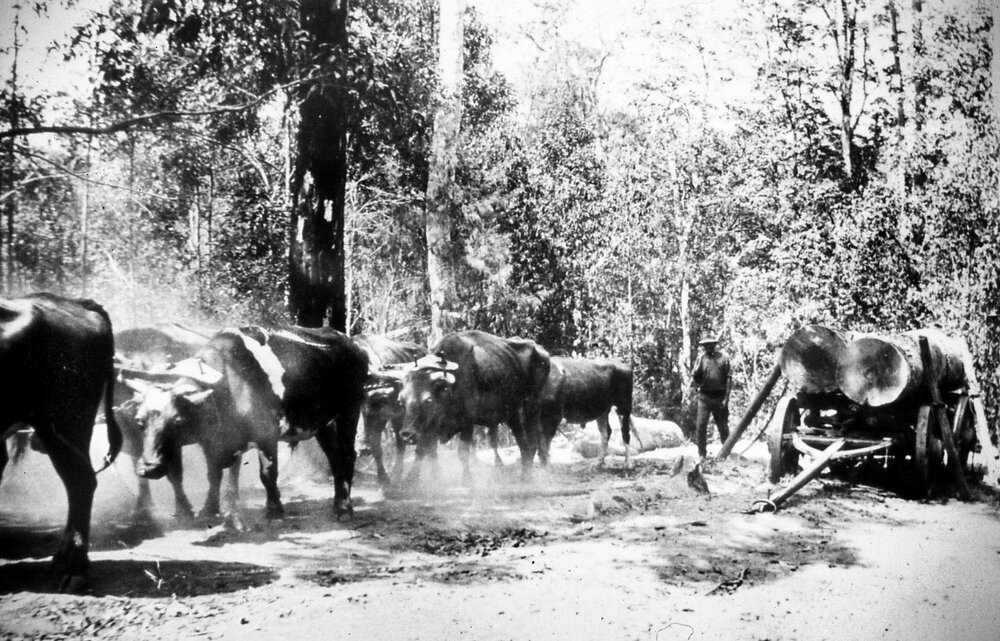 Hauling felled timber, bullock team, Cooroy, ca 1920s