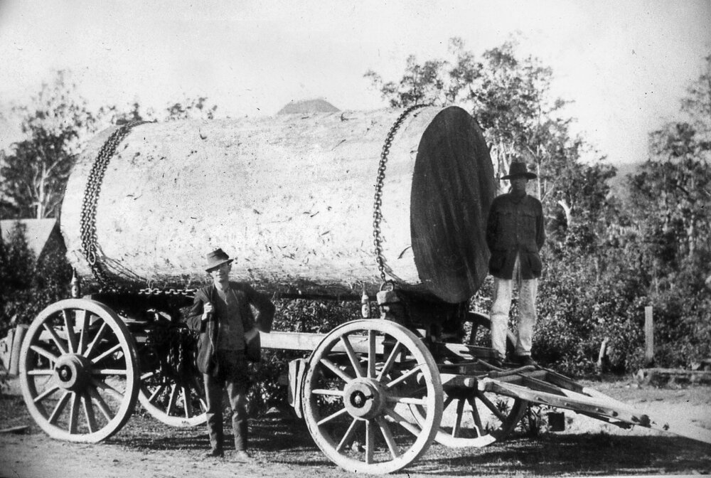 Giant logged tree, Cooroy, ca 1920
