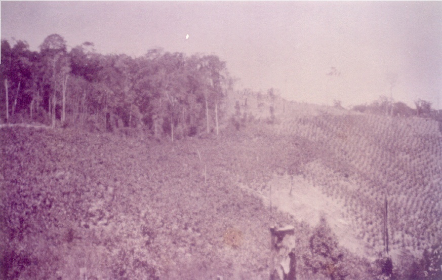 'Bellwood', Tom Davis banana farm, Cootharaba, ca 1930s