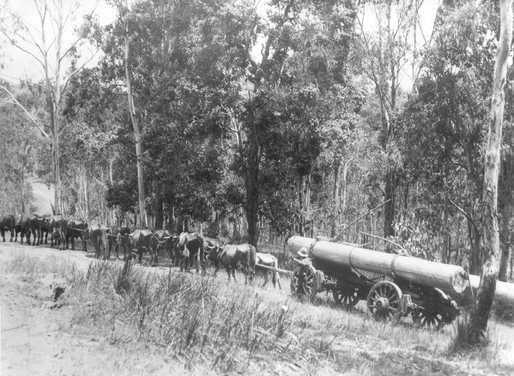 Hauling felled timber, bullock team, Cooroy, ca 1920s