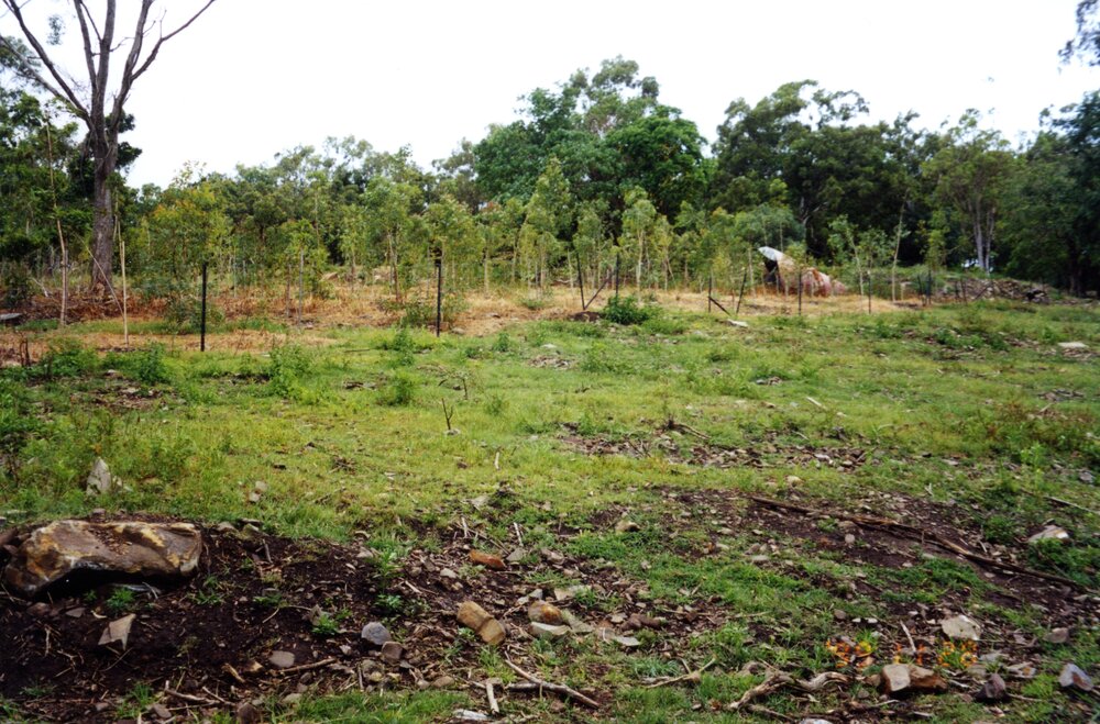 Cleared land, near Laguna Lookout, Noosa Heads, 28 November 1999