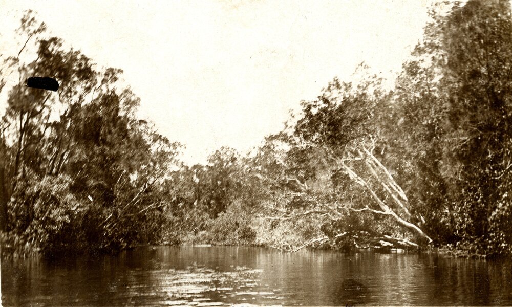 Head of Noosa River, Great Sandy National Park, Como, 7 November 1911