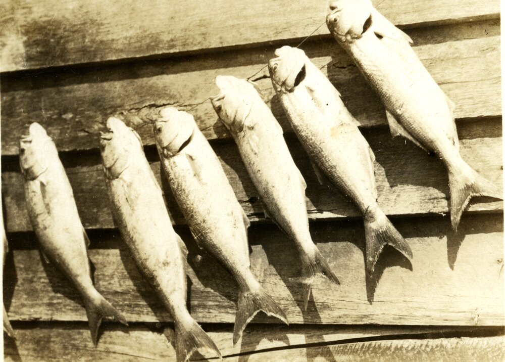 Big catch, Noosa River, 1930