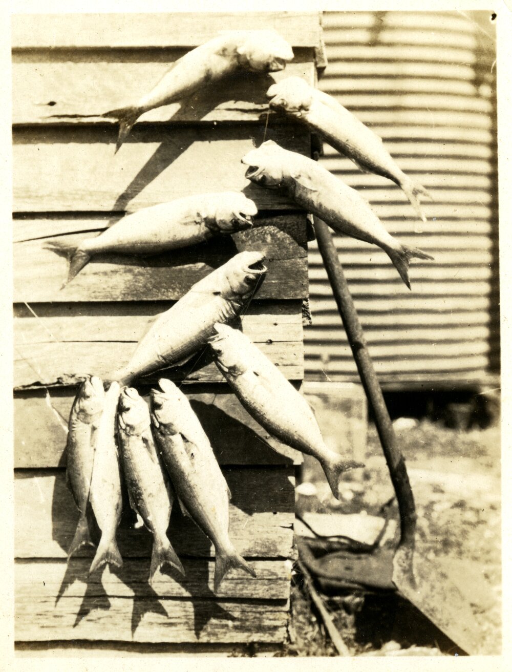 Big catch, Noosa River, 1930