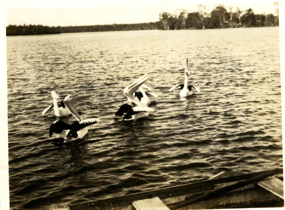 Pelicans, Tait's Jetty, Noosa River, Tewantin, 1920