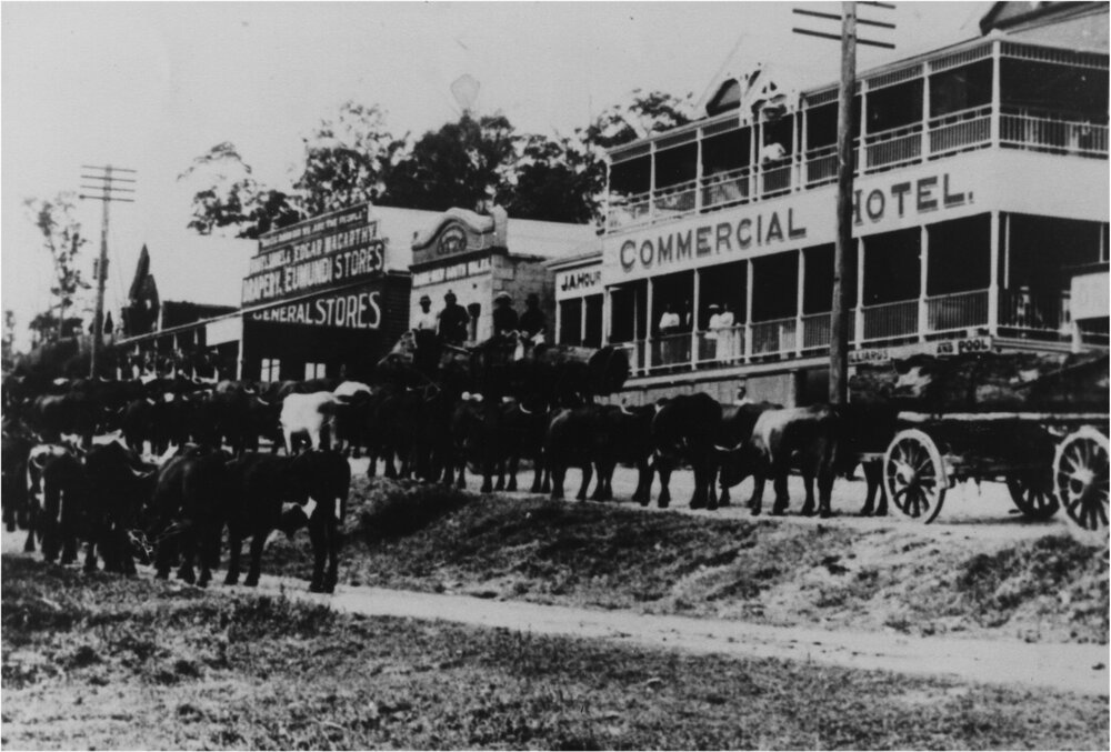 Bullock Teams, Memorial Drive, Eumundi, ca 1910