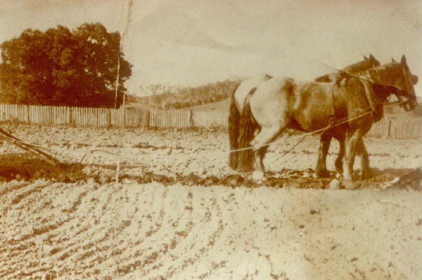 Plough horses, Watson Family Farm, Skyring Creek, Federal, 1930s