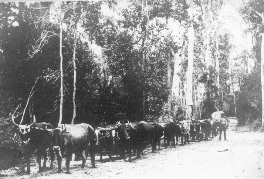 Walter Pullinger and Bullock Team, Cootharaba