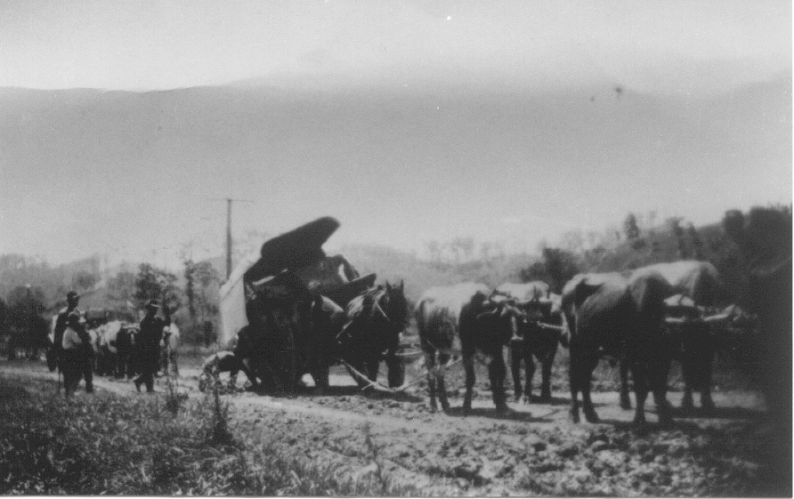 Bogged, carrier, Terry Crang, Kin Kin, March 1925