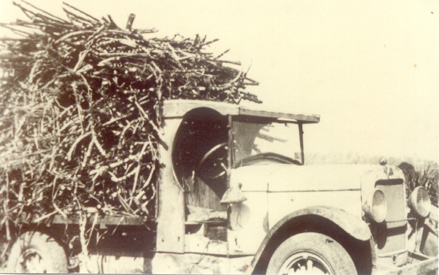 Sugar cane ready for the mill, Jack Bazzo family farm, Black Mountain