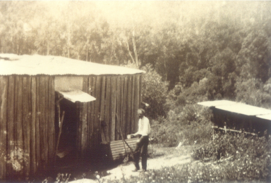 Banana grower, Jack McMorrow, Chinaman's Creek, Federal, ca 1920