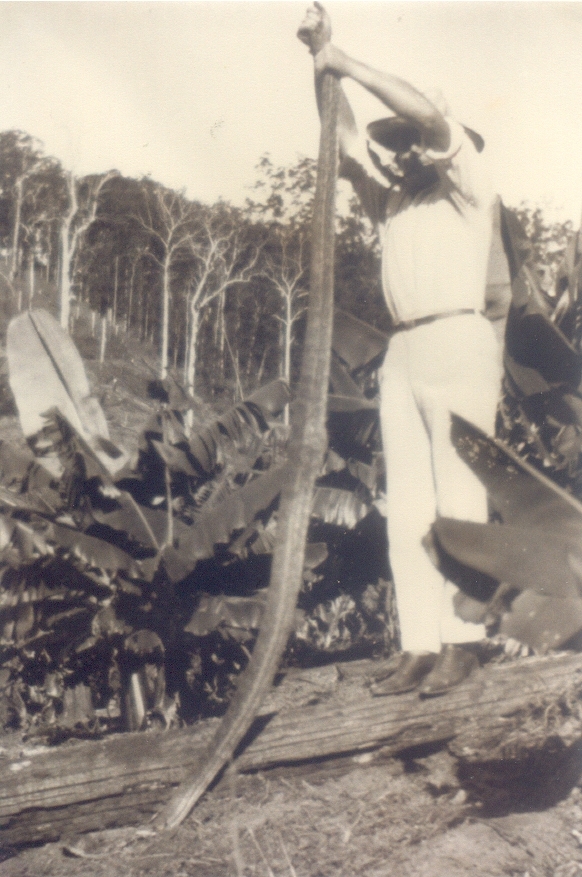 Carpet snake, Bunney's farm, Kin Kin