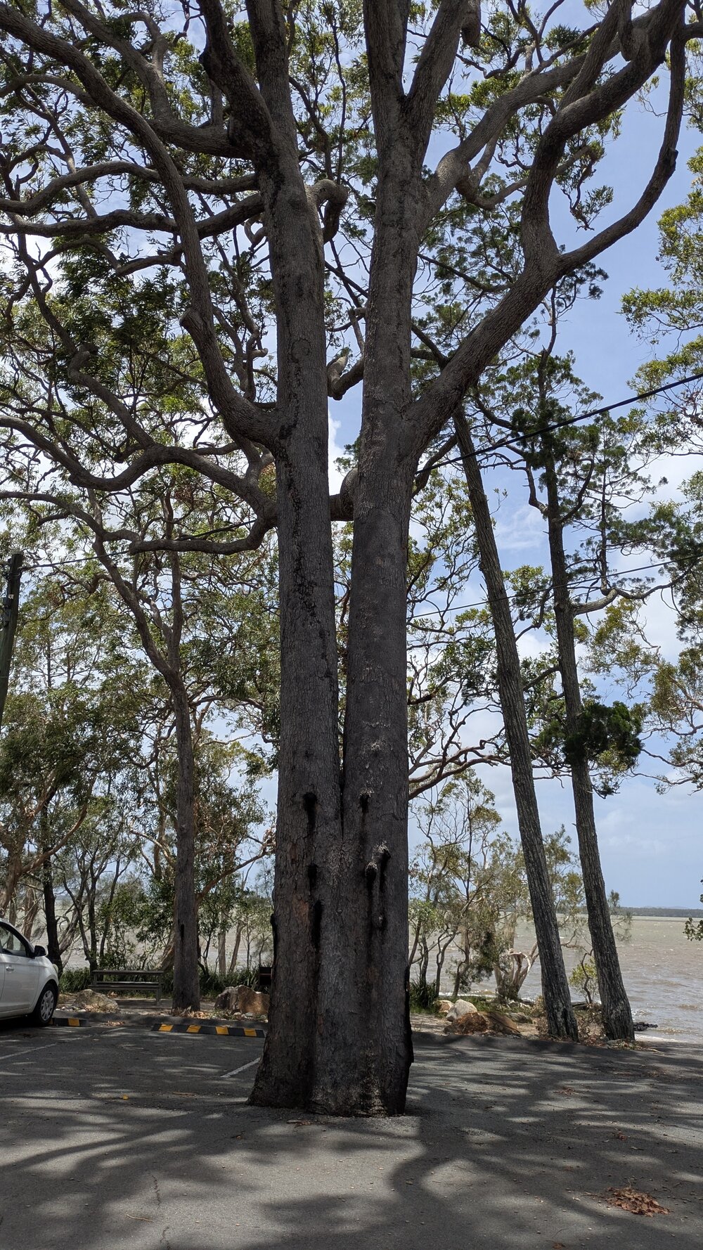 Tree, Lake Cootharaba, Boreen Point, 17 December 2025
