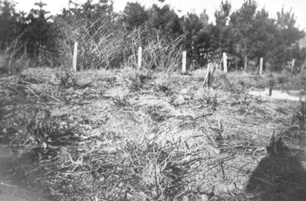 Pinbarren Victory plot, Pinbarren School Reserve, Kin Kin Road, Pinbarren, 9 August 1941