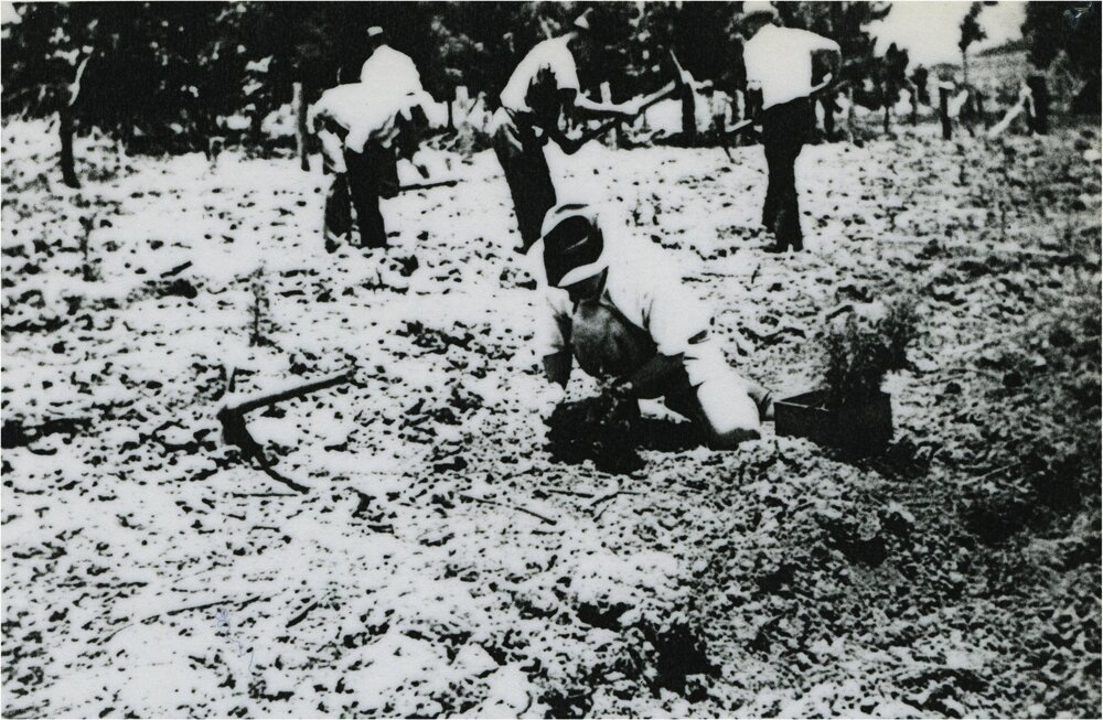 Planting day, Pinbarren Victory plot, Pinbarren School Reserve, Kin Kin Road, Pinbarren, 29 November 1941