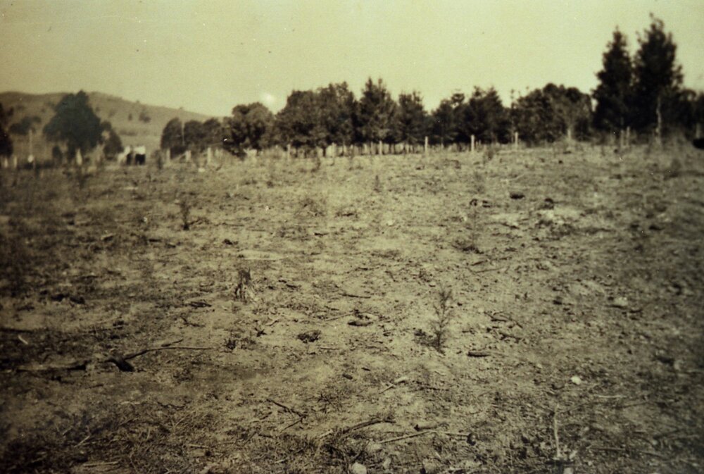 Growth, Pinbarren Victory plot, Pinbarren School Reserve, Kin Kin Road, Pinbarren, 13 July 1942