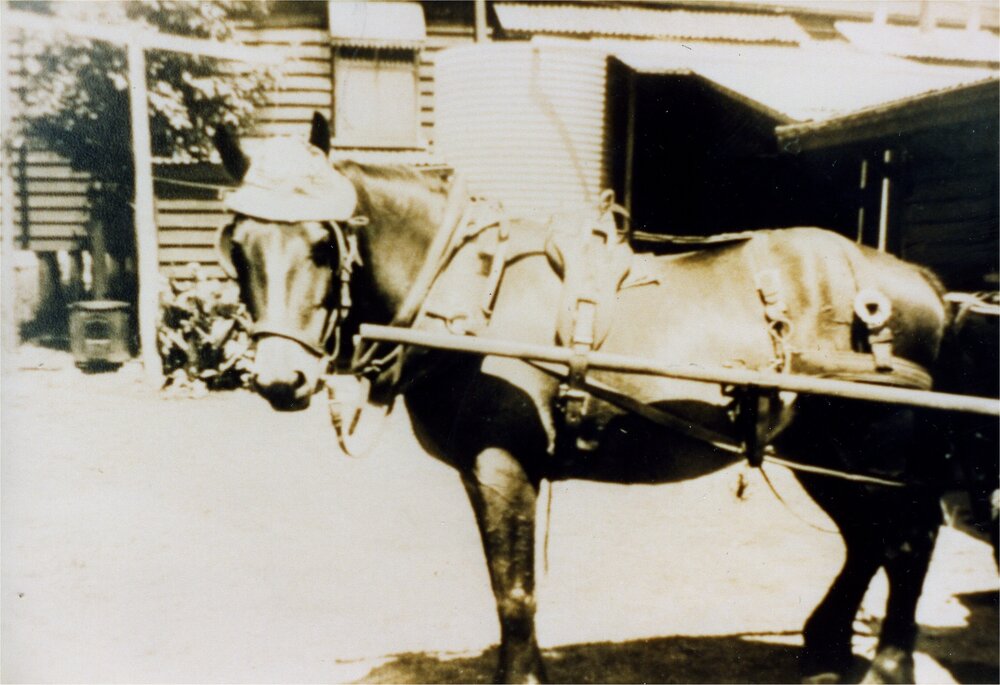 'Benny', delivery horse, Dance's Bakery, Pomona, 1930s