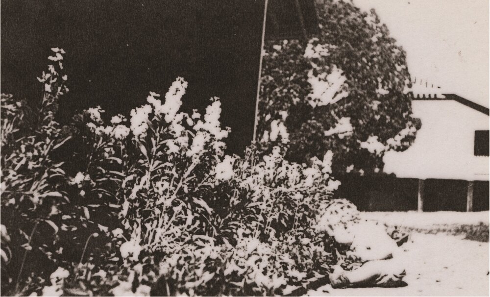 Garden beds, Pomona State Rural School, Pomona, 21 August 1944