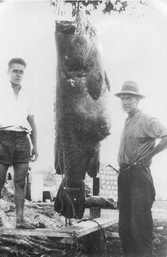 Giant grouper, Noosa River, Tewantin, November 1935