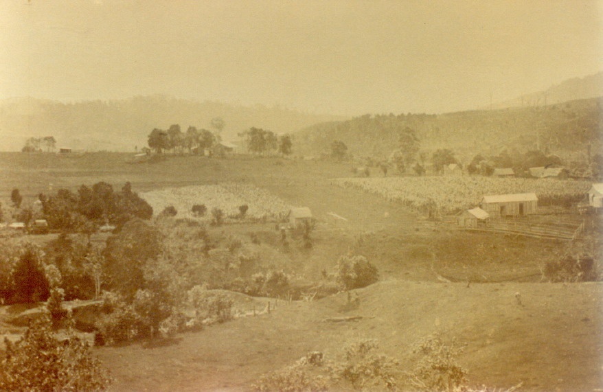 Farms, Skyring Creek, Federal, ca 1915