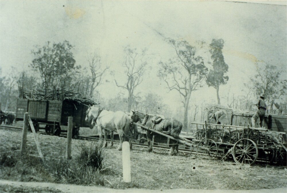McConnell Brothers, Sugar Cane transportation, Pomona Railway Station yards, Pomona, ca 1910