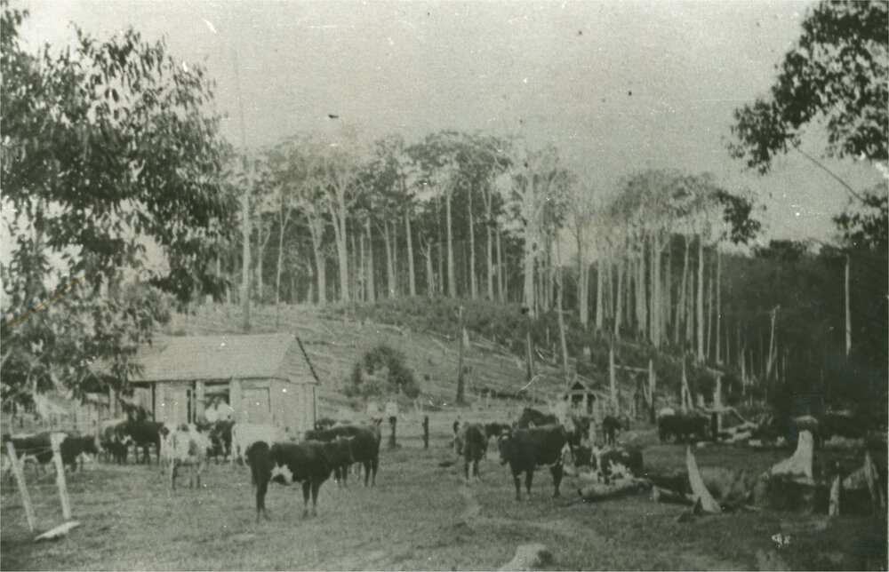 Dairy farm, Dave McAndrew, Wahpunga, Kin Kin