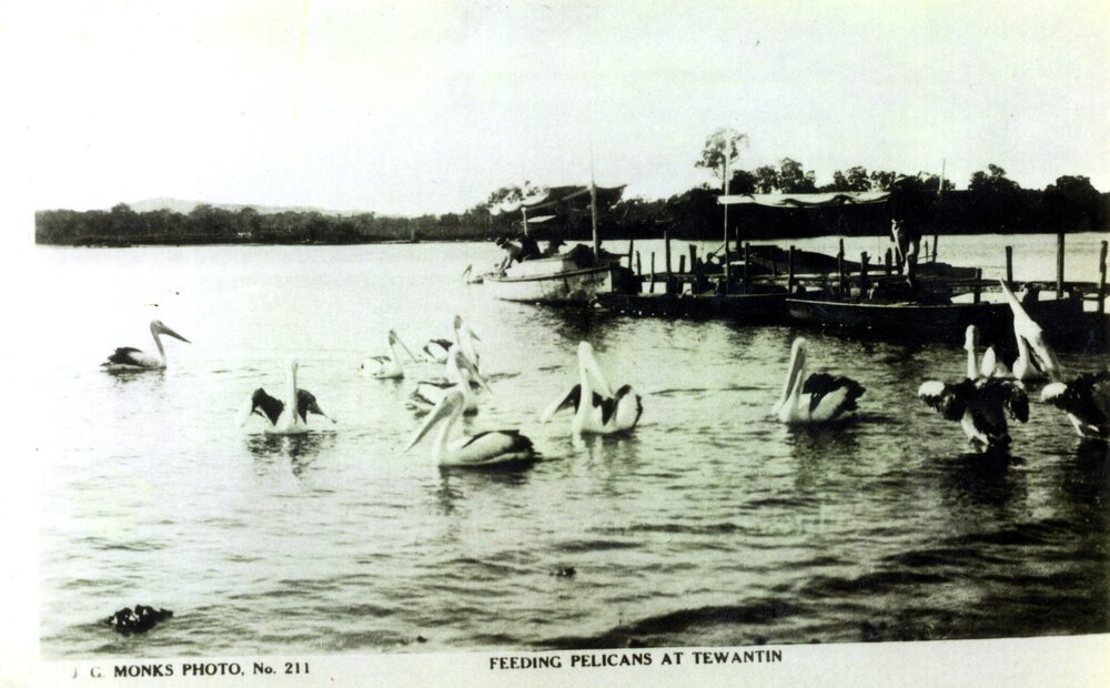 Feeding Pelicans, Teantin