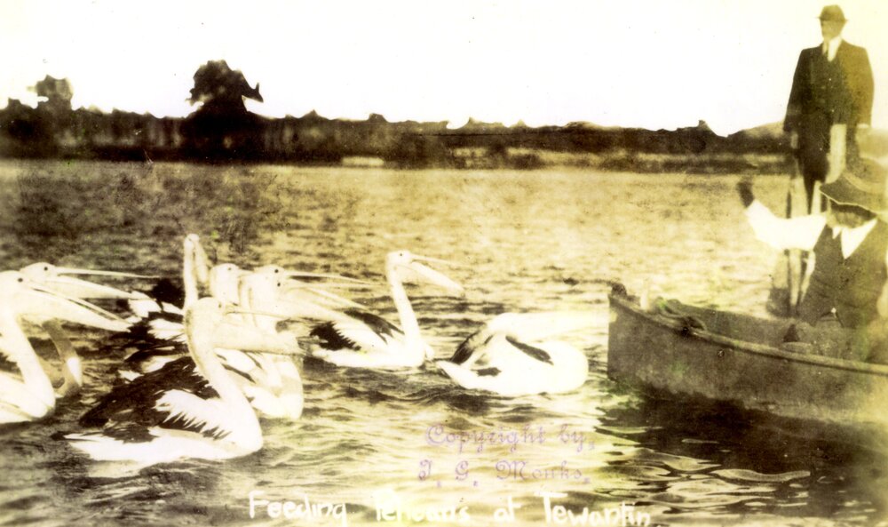 Feeding the pelicans, Tewantin, 1906