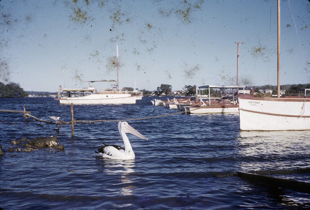 Moored boats, Noosa River, Tewantin, ca 1960s