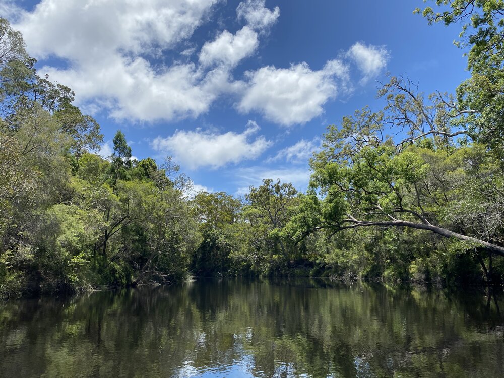 Scenic views, Noosa River Everglades, Noosa River, Cooloola, 11 February 2025