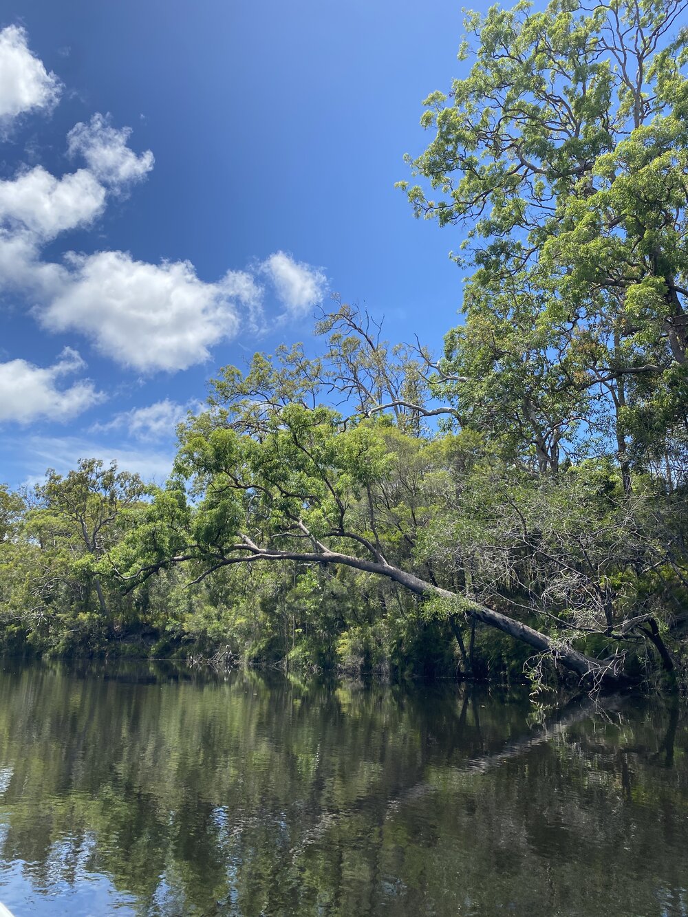 Scenic views, Noosa River Everglades, Noosa River, Cooloola, 11 February 2025