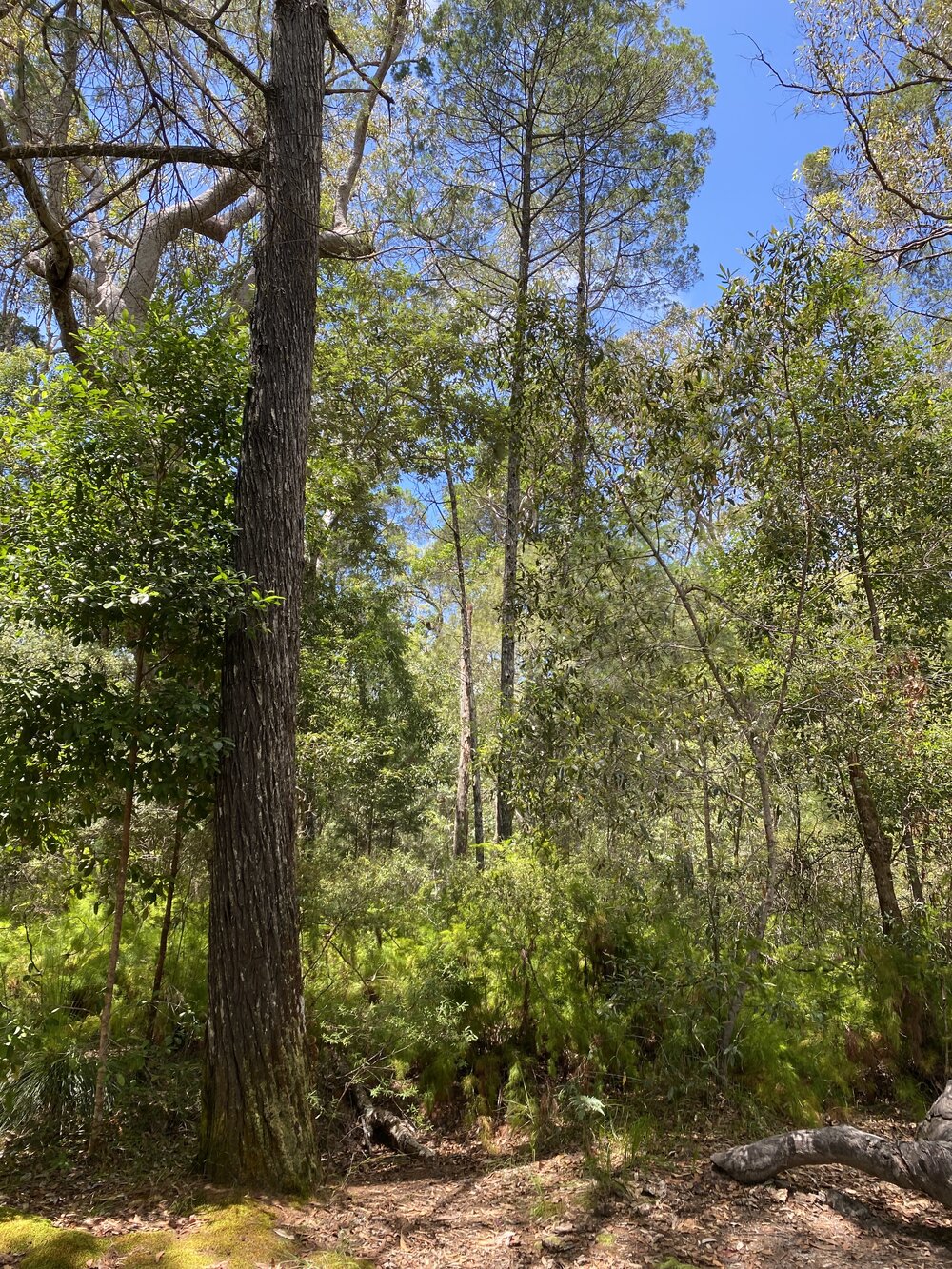 Campgrounds, Noosa River Everglades, Noosa River, Cooloola, 11 February 2026
