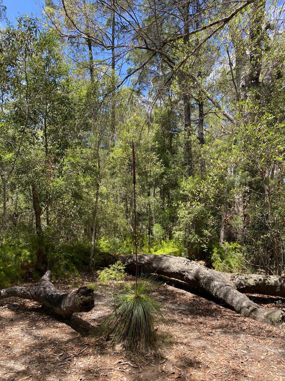 Campgrounds, Noosa River Everglades, Noosa River, Cooloola, 11 February 2026