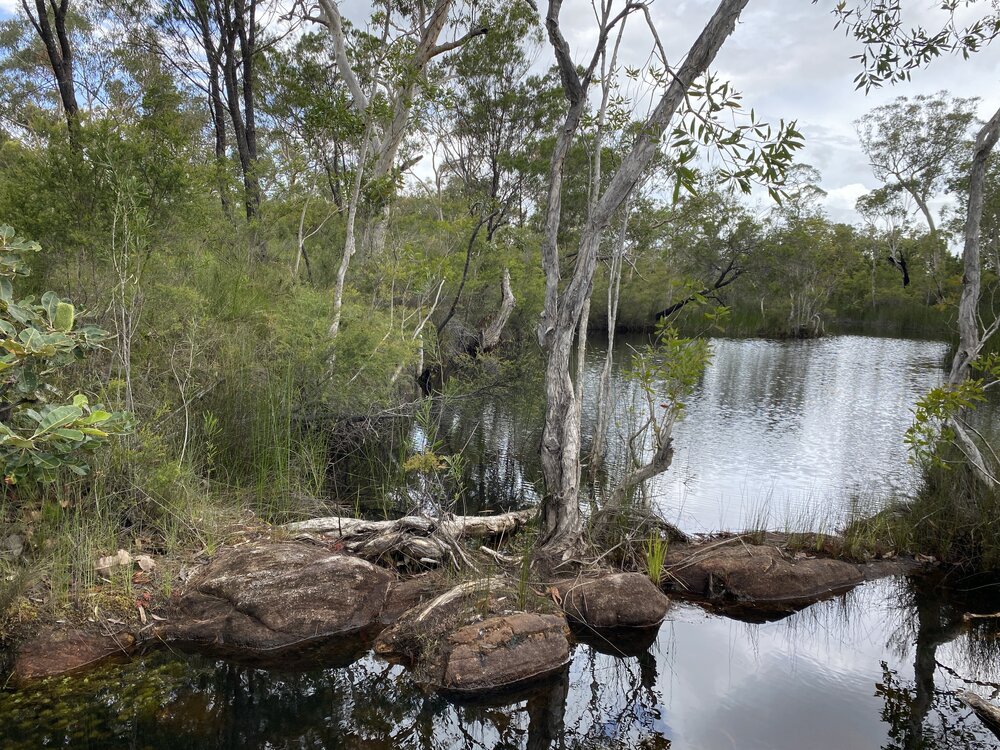 Scenic views, Wandi Waterhole, Cooloola Wilderness Trail, Great Sandy National Park, Cooloola, 13 February 2025