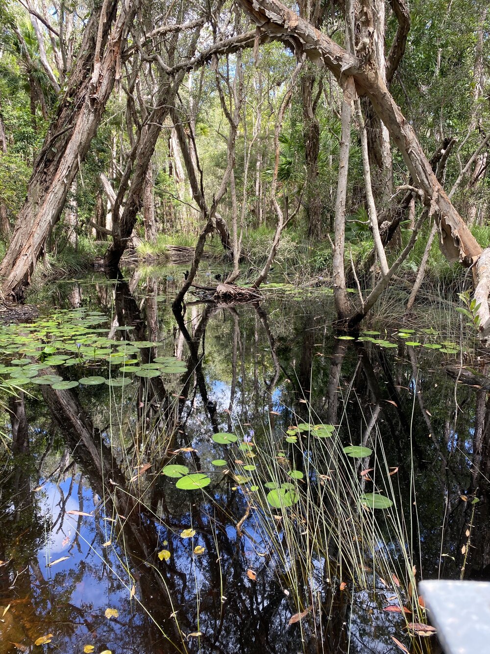 Noosa River Everglades, Noosa River, Cooloola, 12 February 2025