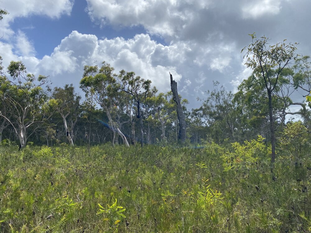 Bushland, Cooloola Wilderness Trail, Great Sandy National Park, Cooloola, 13 February 2025