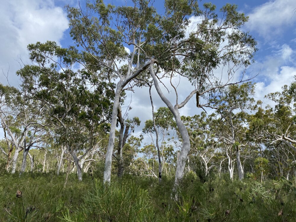 Bushland, Cooloola Wilderness Trail, Great Sandy National Park, Cooloola, 13 February 2025