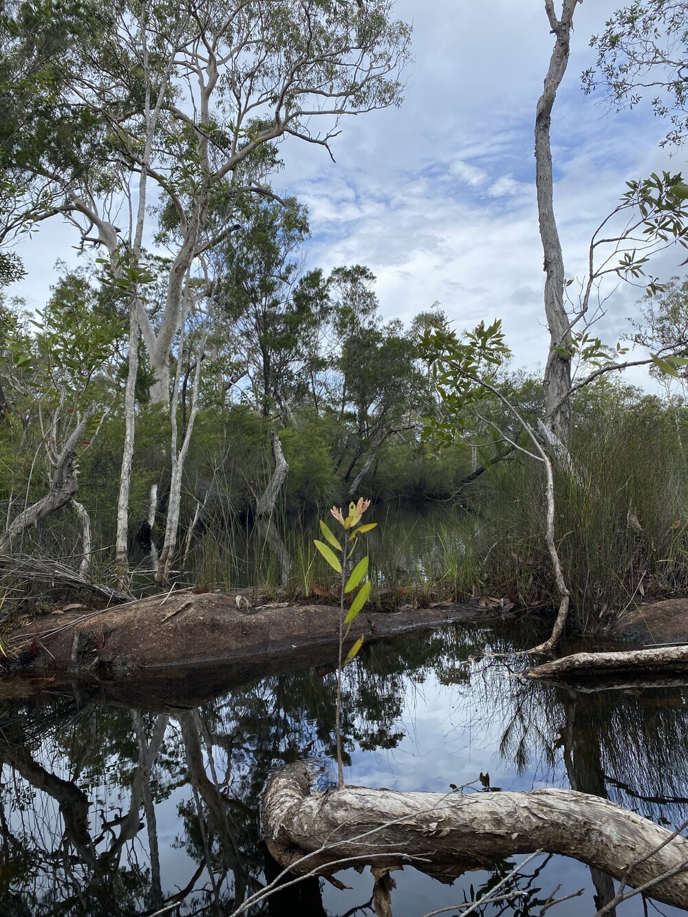 Scenic views, Wandi Waterhole, Cooloola Wilderness Trail, Great Sandy National Park, Cooloola, 13 February 2025