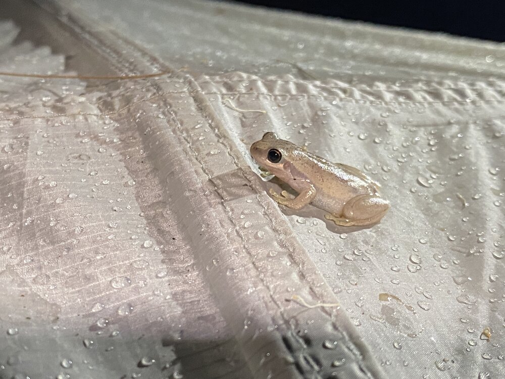 Ruddy Tree Frog, Noosa River Everglades, Noosa River, Como, 12 February 2025
