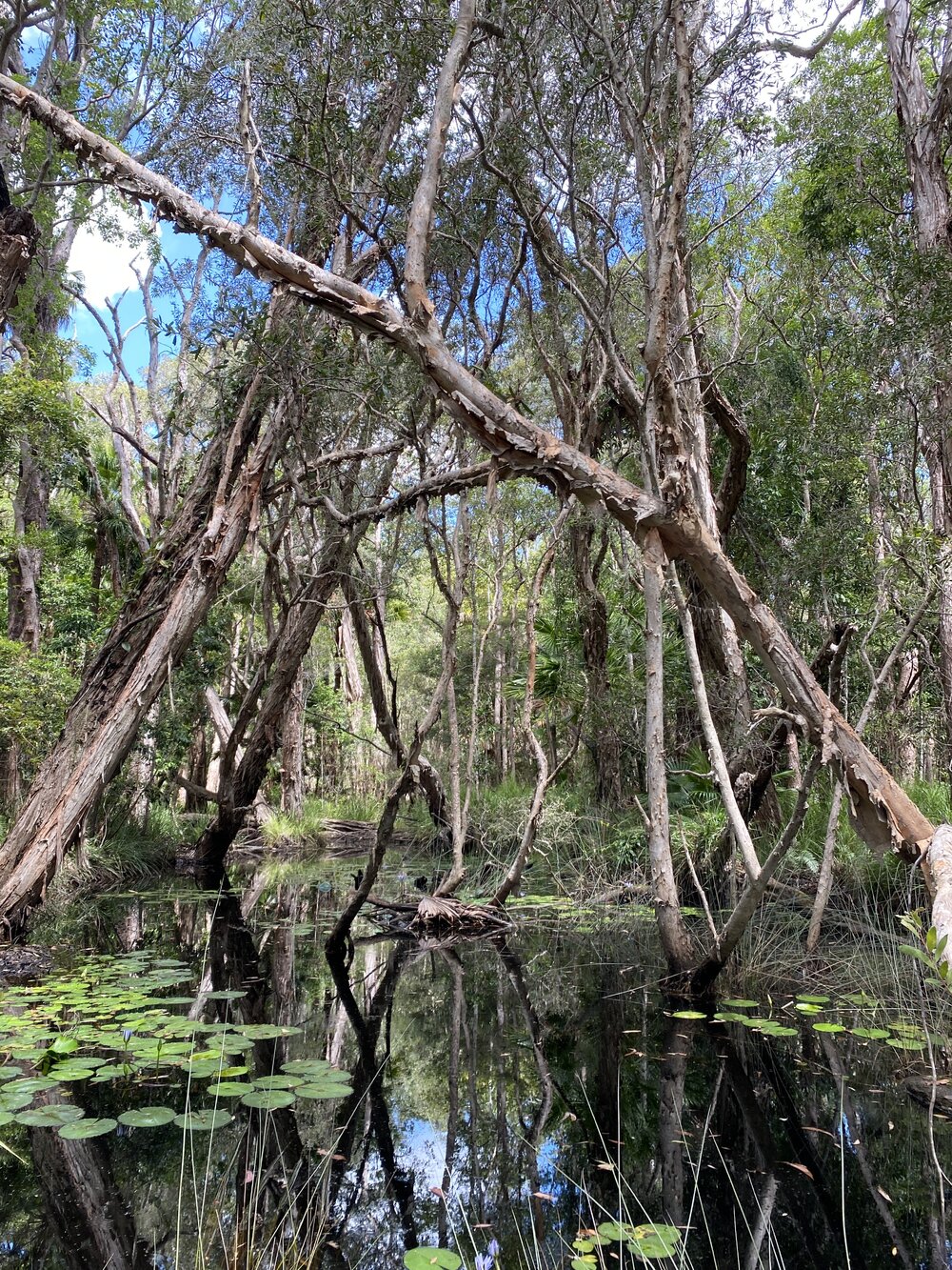 Noosa River Everglades, Noosa River, Cooloola, 12 February 2025