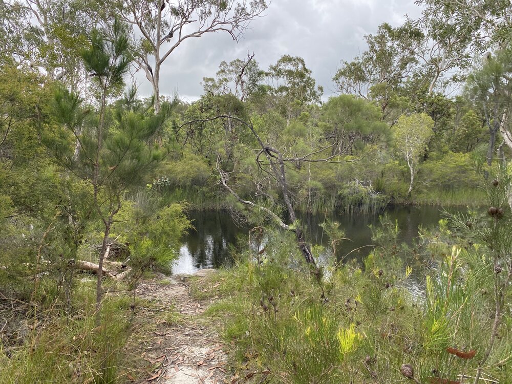 Scenic views, Wandi Waterhole, Cooloola Wilderness Trail, Great Sandy National Park, Cooloola, 13 February 2025