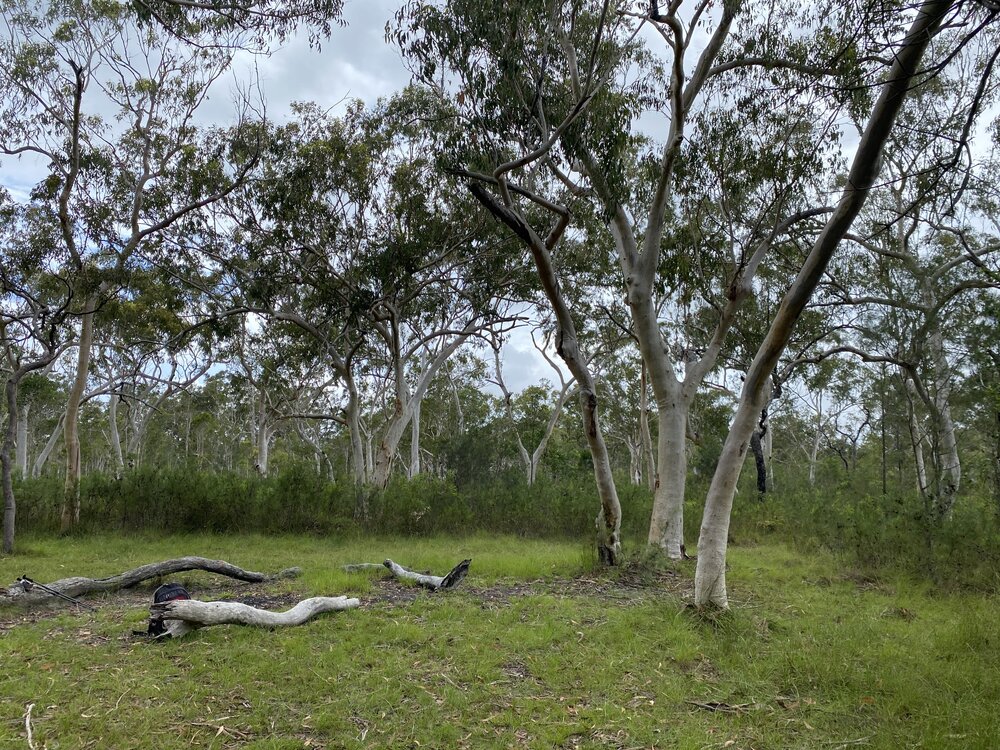 Wandi Waterhole campsite, Cooloola Wilderness Trail, Great Sandy National Park, Cooloola, 13 February 2025